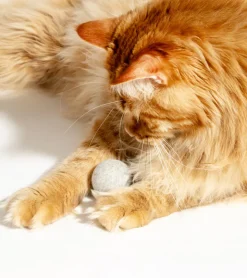 BULLBOAT Balle interactive pour chats