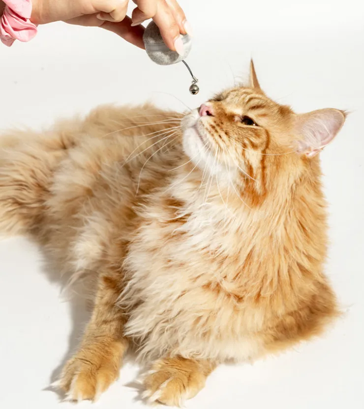 BULLBOAT Balle interactive pour chats