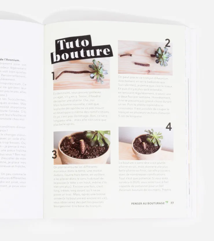 Hachette Pratique Comment ne pas faire crever ses plantes