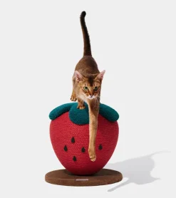 Vetreska Griffoir fraise pour chats