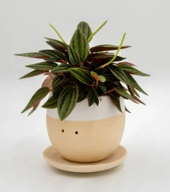 MAGS Pot à plante qui pleure (de joie)