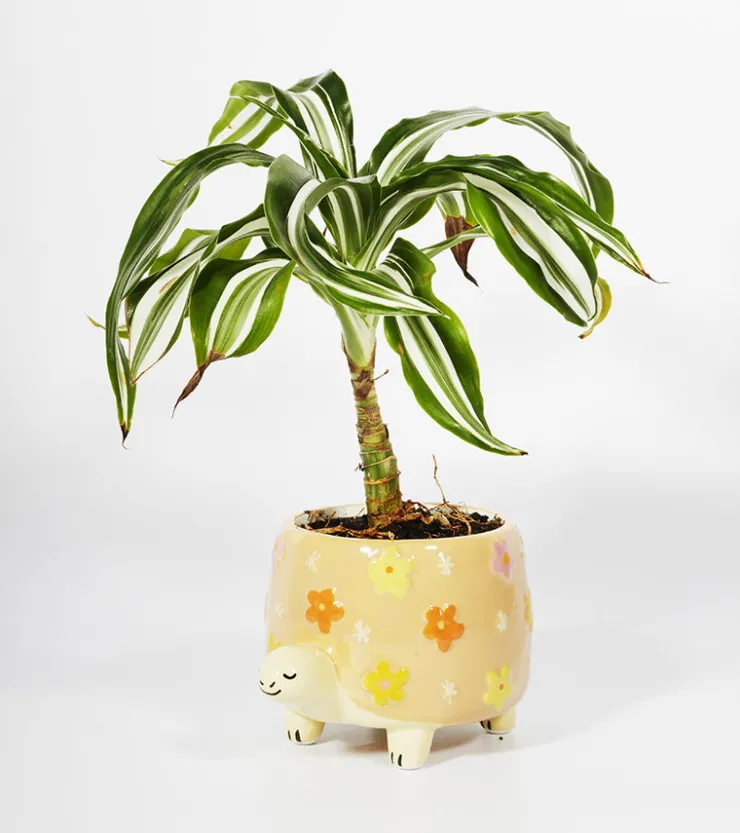 SASS AND BELL Pot à plantes tortue