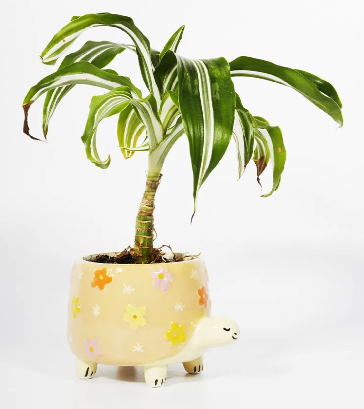SASS AND BELL Pot à plantes tortue